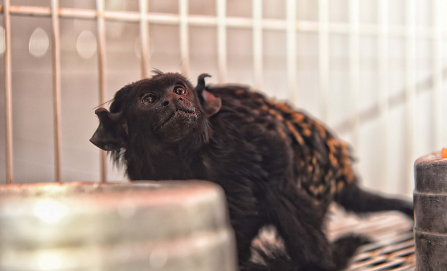 IAT avalia animais apreendidos em megaoperação da PCPR: veja as espécies exóticas