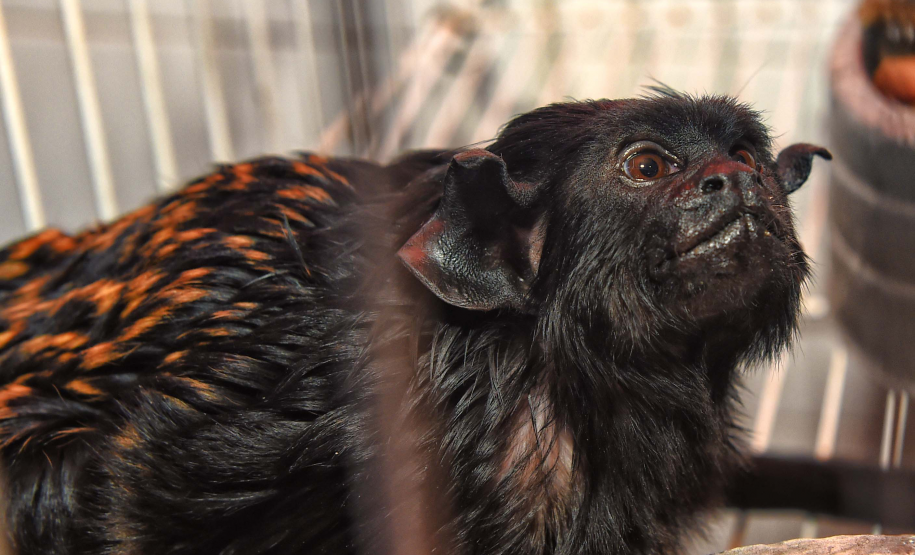 IAT avalia animais apreendidos em megaoperação da PCPR: veja as espécies exóticas