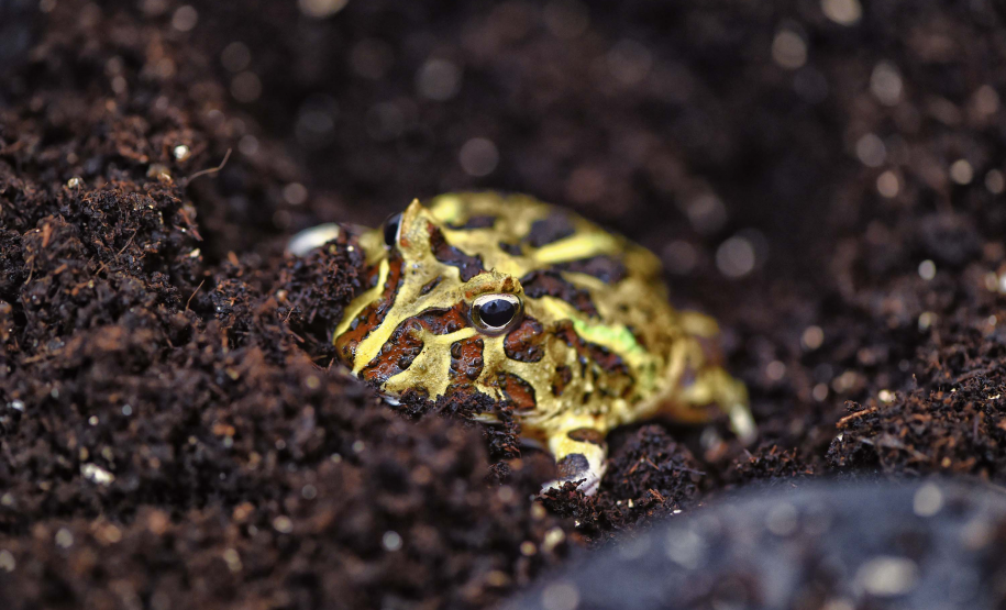 IAT avalia animais apreendidos em megaoperação da PCPR: veja as espécies exóticas