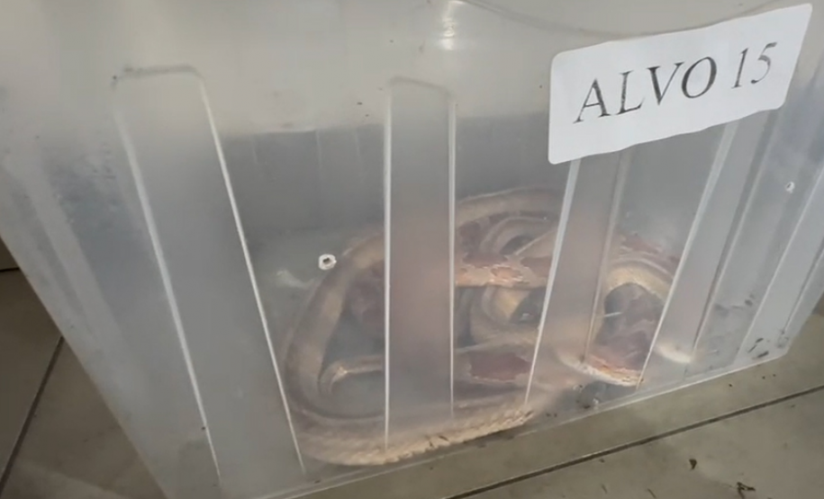 PCPR deflagra operação para desarticular um dos maiores grupos de tráfico internacional de animais do País