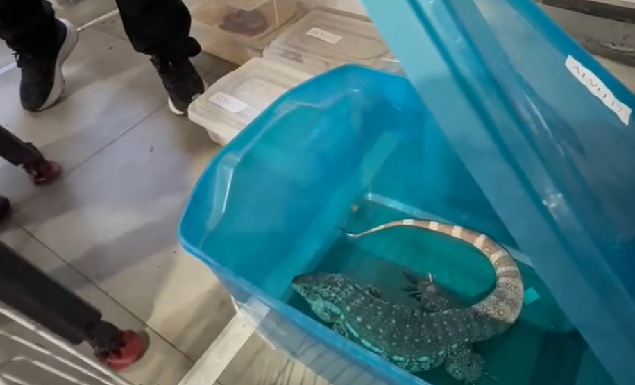 PCPR deflagra operação para desarticular um dos maiores grupos de tráfico internacional de animais do País