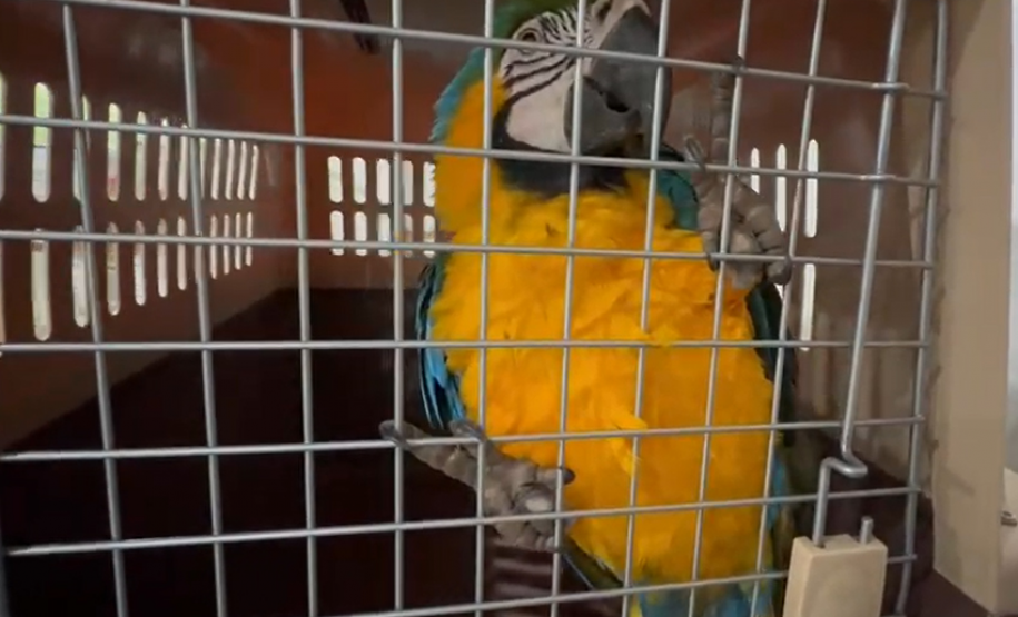 PCPR deflagra operação para desarticular um dos maiores grupos de tráfico internacional de animais do País