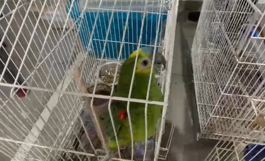 PCPR deflagra operação para desarticular um dos maiores grupos de tráfico internacional de animais do País