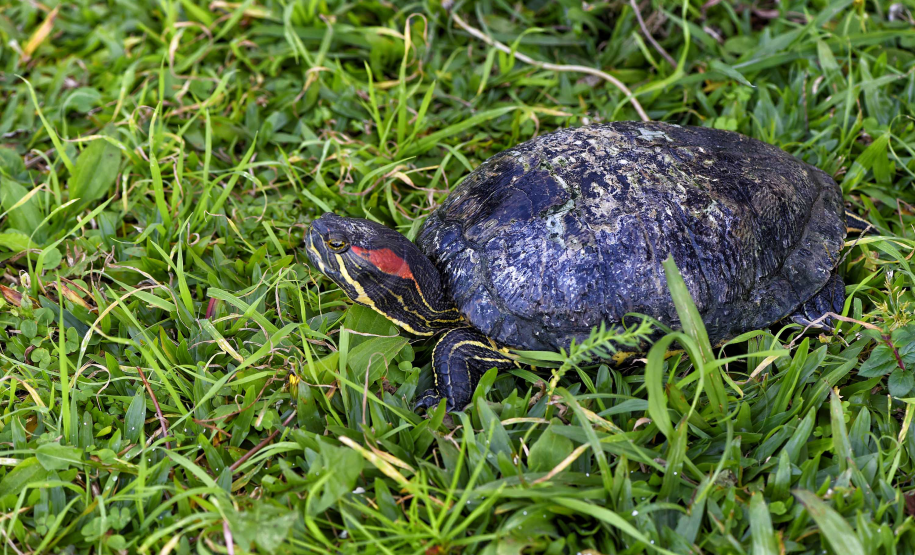 IAT avalia animais apreendidos em megaoperação da PCPR: veja as espécies exóticas