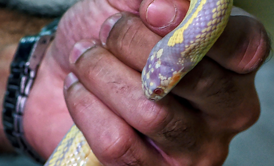 IAT avalia animais apreendidos em megaoperação da PCPR: veja as espécies exóticas