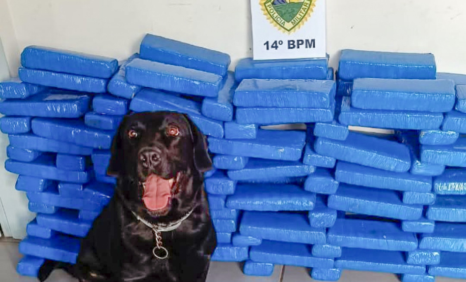 Faro apurado: canis da PMPR causam prejuízo de R$ 900 milhões ao crime desde 2023