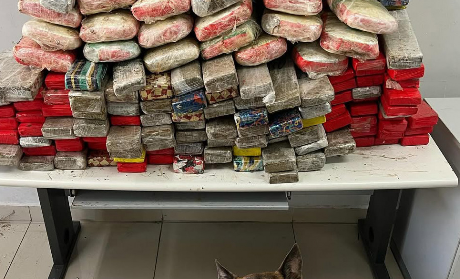 Faro apurado: canis da PMPR causam prejuízo de R$ 900 milhões ao crime desde 2023