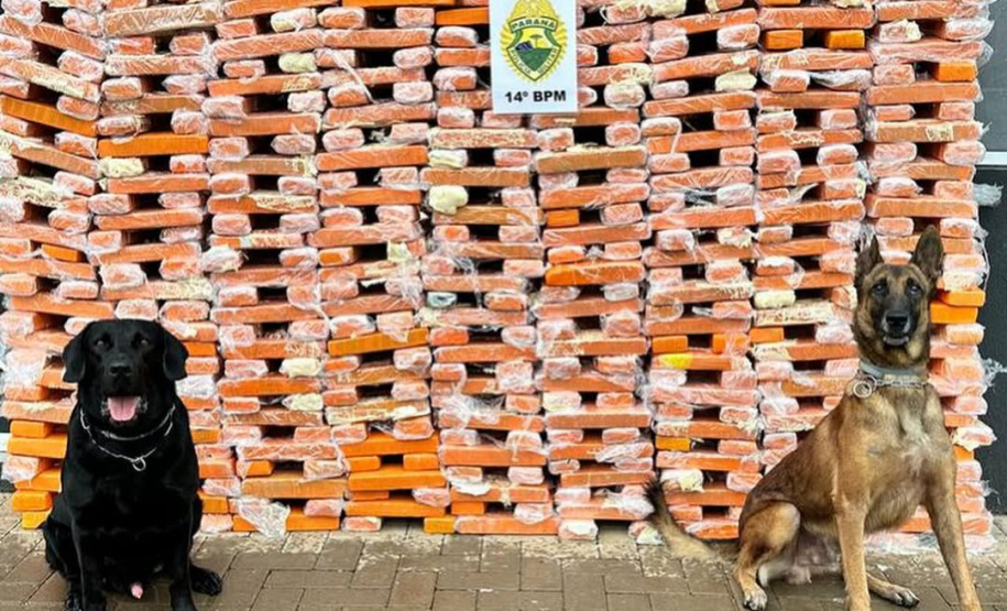 Faro apurado: canis da PMPR causam prejuízo de R$ 900 milhões ao crime desde 2023