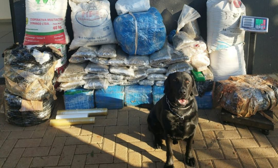 Faro apurado: canis da PMPR causam prejuízo de R$ 900 milhões ao crime desde 2023