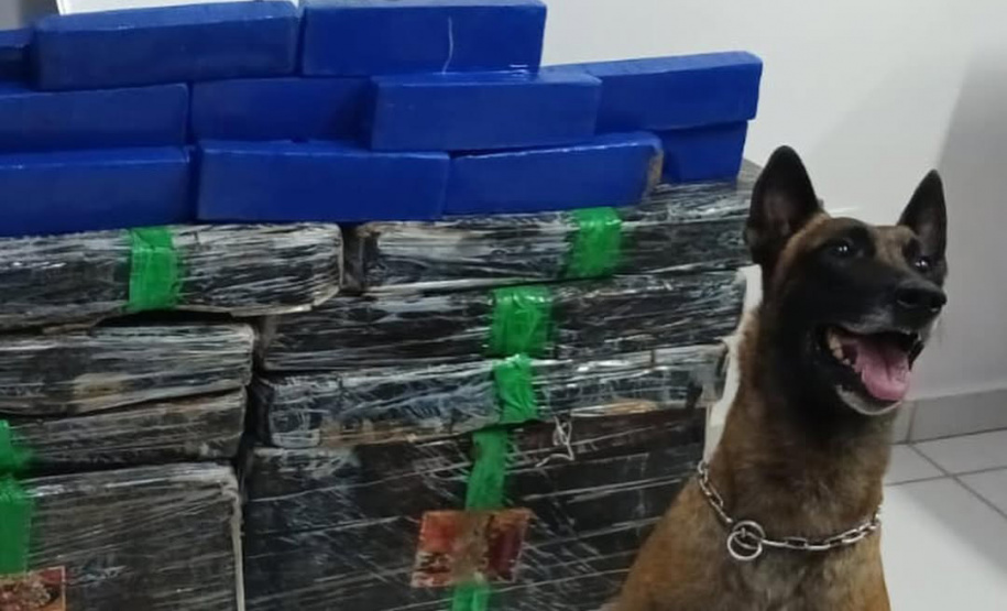 Faro apurado: canis da PMPR causam prejuízo de R$ 900 milhões ao crime desde 2023