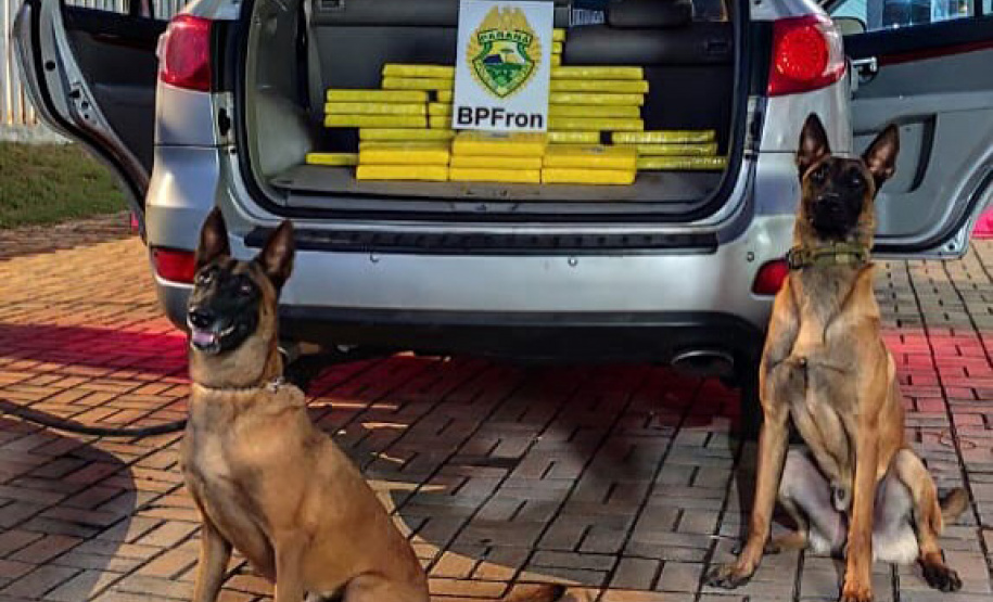 Faro apurado: canis da PMPR causam prejuízo de R$ 900 milhões ao crime desde 2023