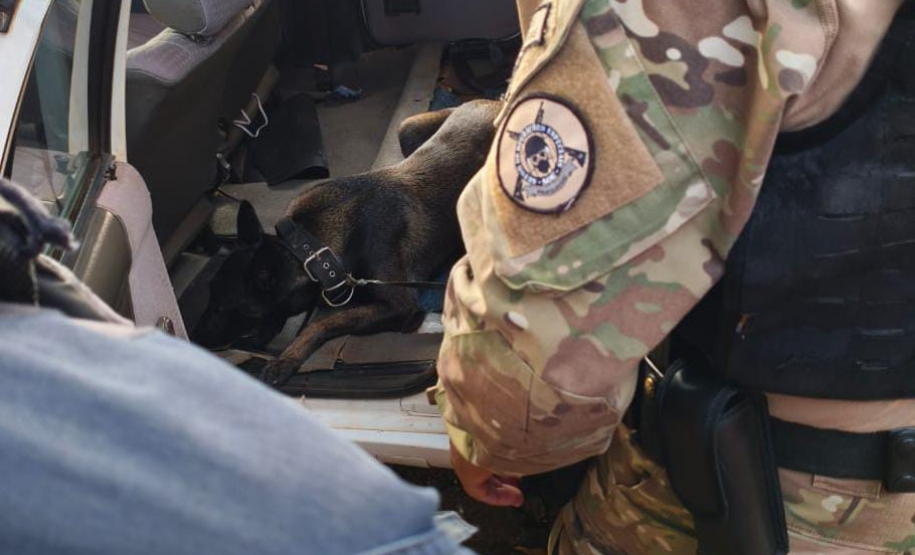 Cadela da Polícia Penal do Paraná encontra 81 kg de maconha em ação com a PRF