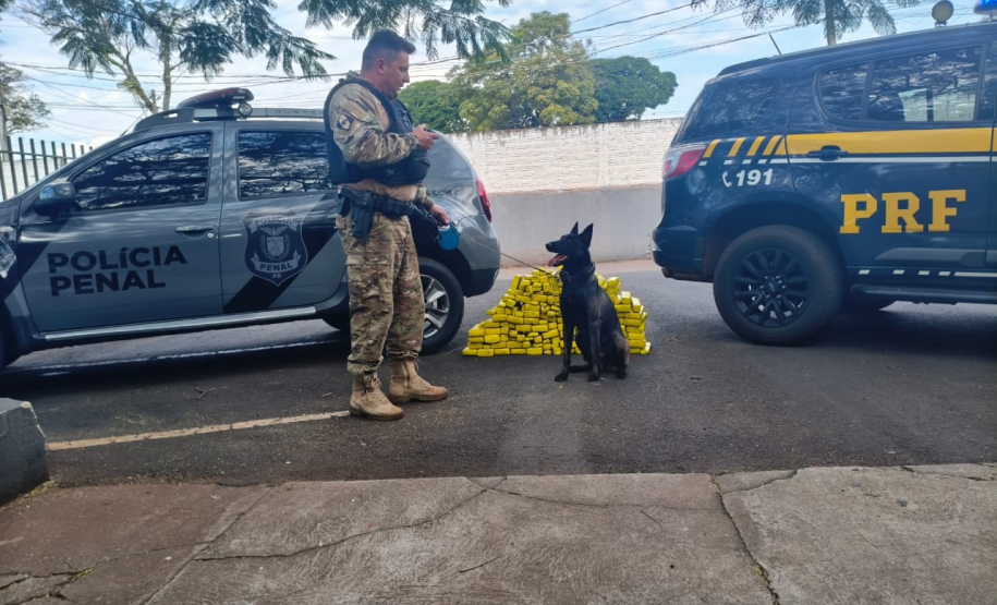 Cadela da Polícia Penal do Paraná encontra 81 kg de maconha em ação com a PRF