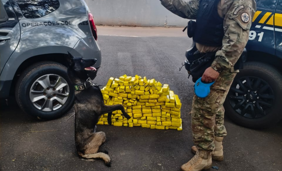 Cadela da Polícia Penal do Paraná encontra 81 kg de maconha em ação com a PRF