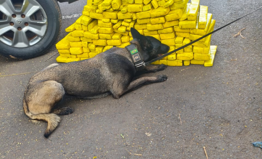 Cadela da Polícia Penal do Paraná encontra 81 kg de maconha em ação com a PRF