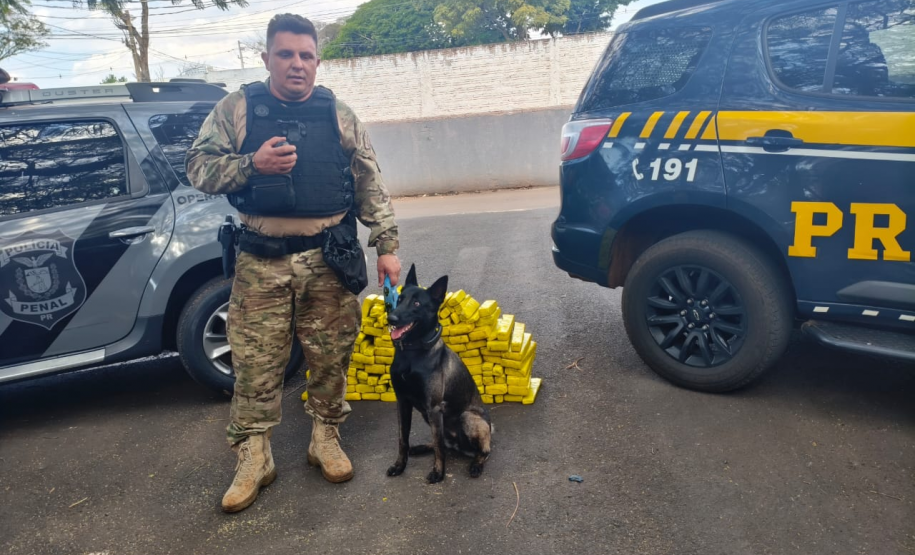 Cadela da Polícia Penal do Paraná encontra 81 kg de maconha em ação com a PRF