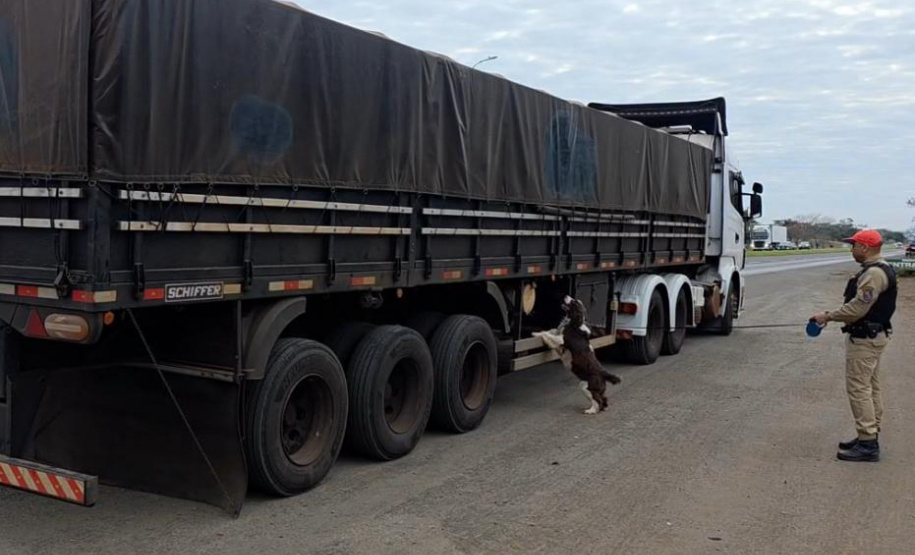 Com ajuda de cão, PMPR intercepta 1 tonelada de maconha em caminhão de arroz