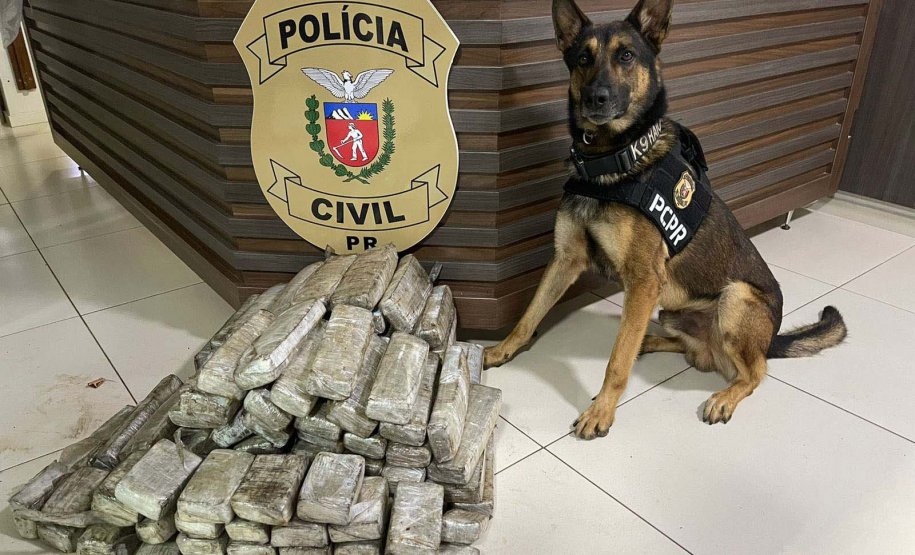 Operações com cães da PCPR ajudaram a tirar 5,7 toneladas de drogas de circulação em 2025