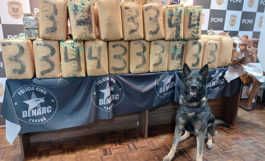 Operações com cães da PCPR ajudaram a tirar 5,7 toneladas de drogas de circulação em 2025