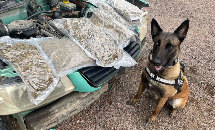 Operações com cães da PCPR ajudaram a tirar 5,7 toneladas de drogas de circulação em 2025