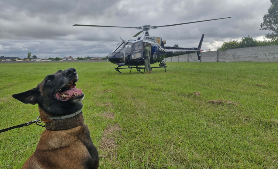 Operações com cães da PCPR ajudaram a tirar 5,7 toneladas de drogas de circulação em 2025