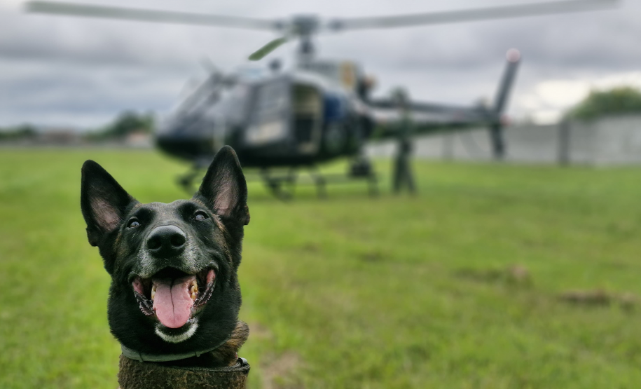 Operações com cães da PCPR ajudaram a tirar 5,7 toneladas de drogas de circulação em 2025