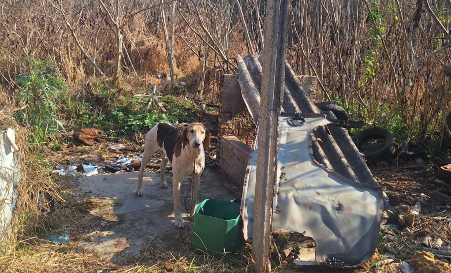 PCPR resgata 11 cachorros vítimas de maus-tratos em Piraí do Sul