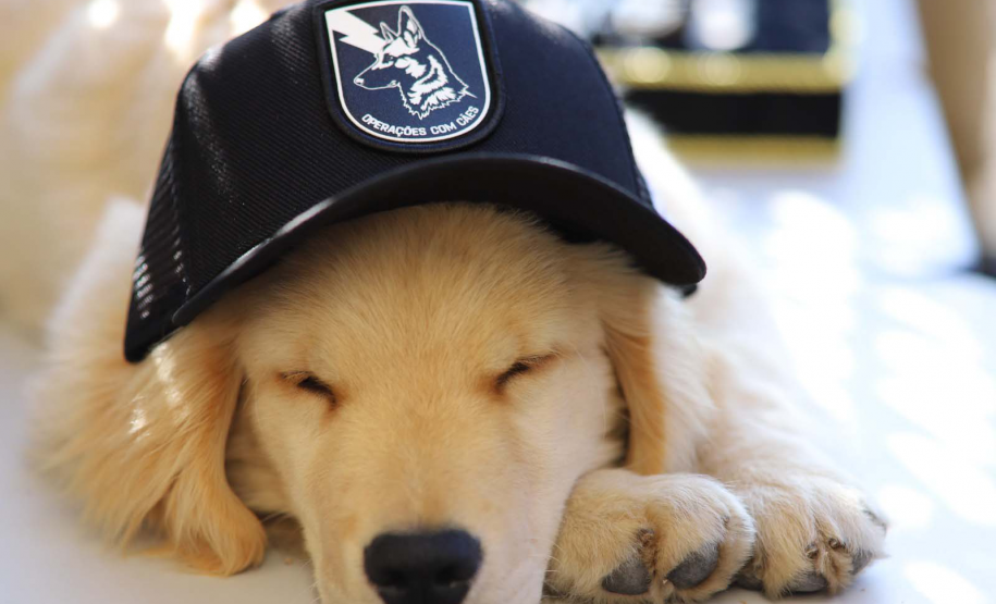 1ª Cãocorrida da CIOC celebra sucesso de cães da PM no combate ao crime