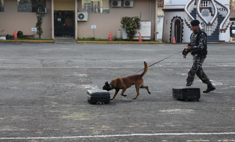 1ª Cãocorrida da CIOC celebra sucesso de cães da PM no combate ao crime