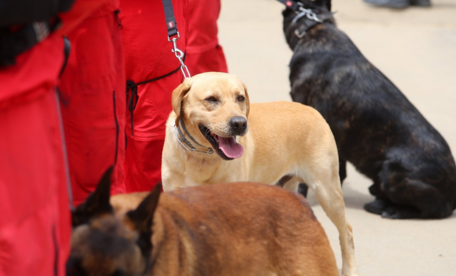Cães de salvamento e resgate