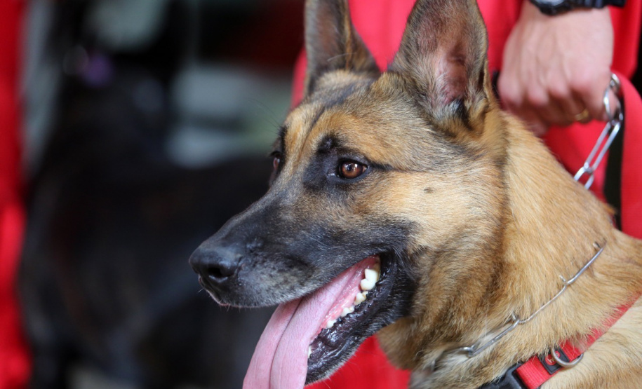 Cães de salvamento e resgate