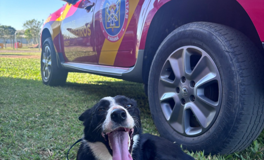 Cães de salvamento e resgate