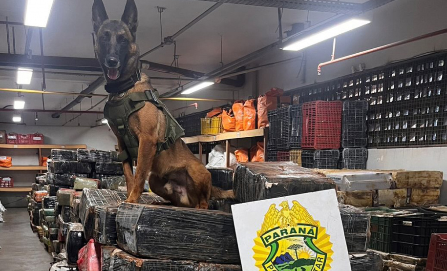 Em um ano, Companhia com Cães da PMPR causa prejuízo de R$ 300 milhões ao crime