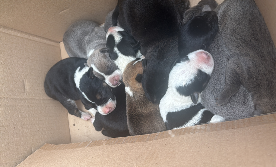 PMPR resgata cachorra ferida e seus filhotes em área de mata em Colombo