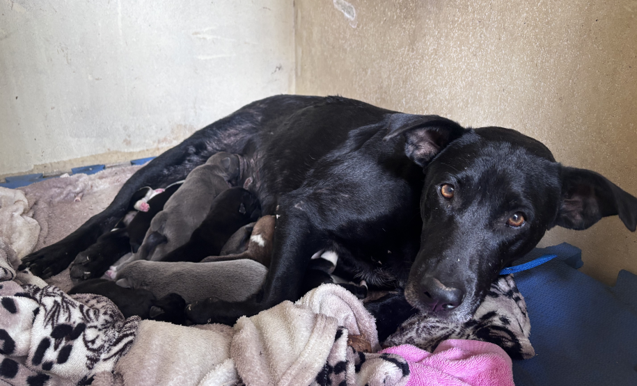 PMPR resgata cachorra ferida e seus filhotes em área de mata em Colombo