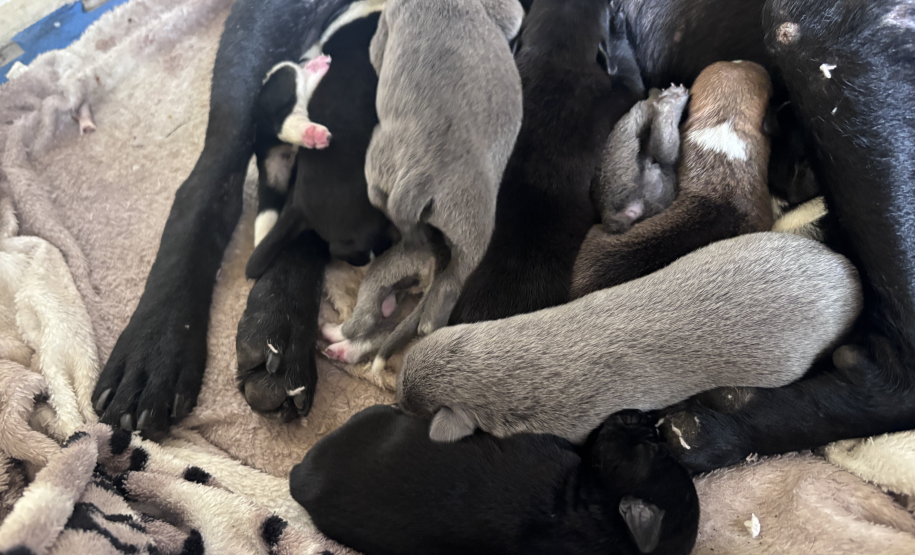 PMPR resgata cachorra ferida e seus filhotes em área de mata em Colombo