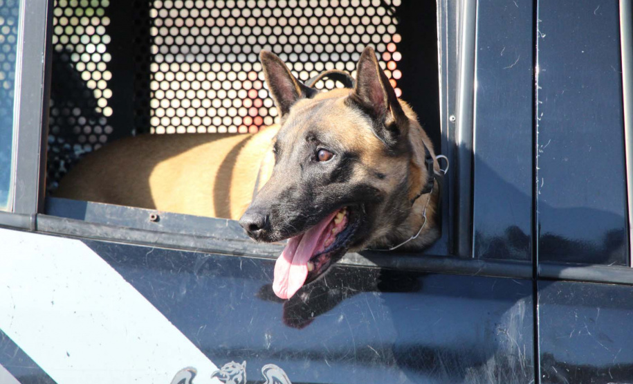 Inscrições da 1ª Cãocorrida da Companhia com Cães da PMPR se encerram nesta segunda (20)