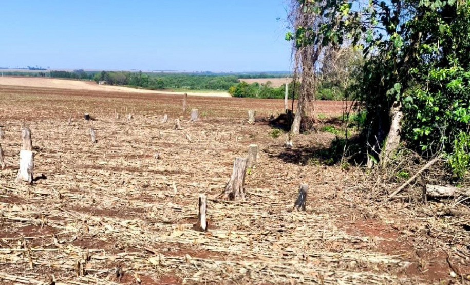Operação Mata Atlântica em Pé: PMPR aplica mais de R$ 19 milhões em multas