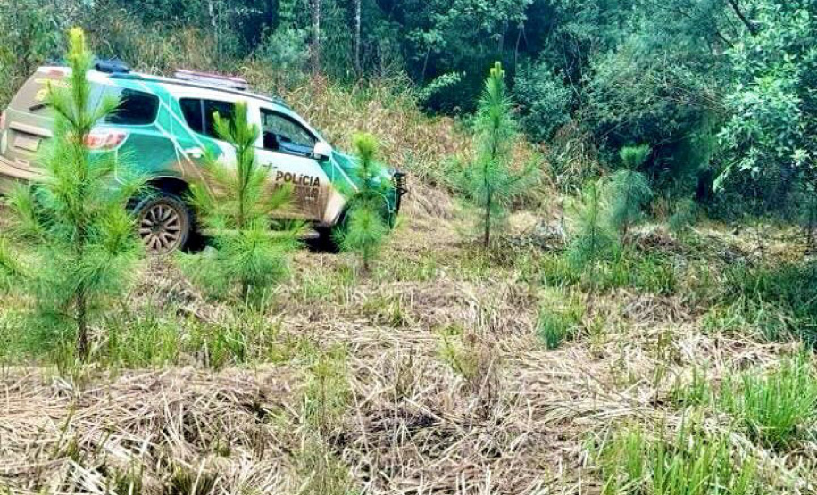 Operação Mata Atlântica em Pé: PMPR aplica mais de R$ 19 milhões em multas