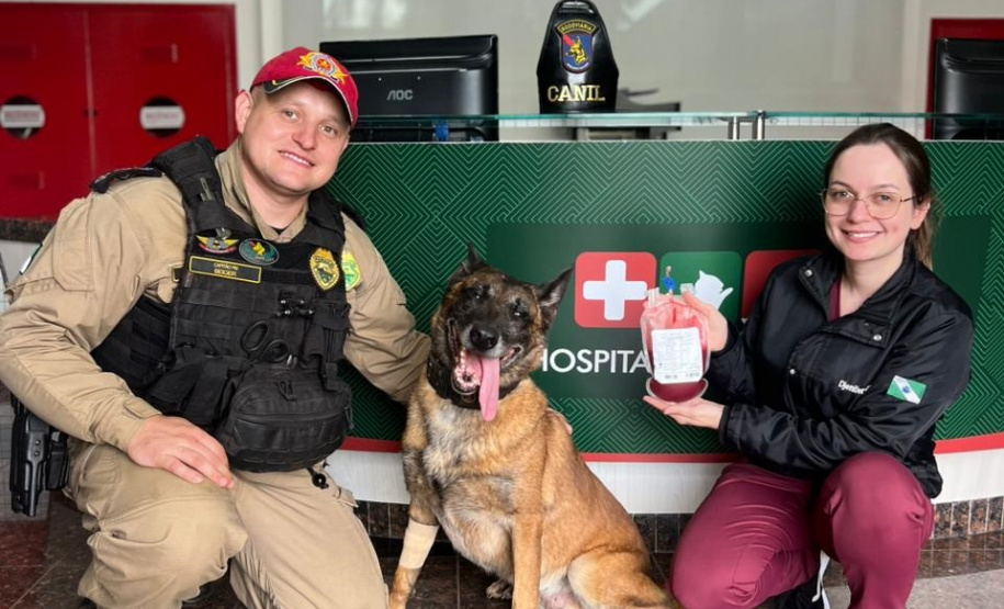 Cão policial da PMPR realiza doação e salva de adela vítima de atropelamento em Cascavel