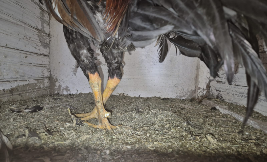 PMPR resgata 24 galos mutilados em ação contra rinha e maus-tratos