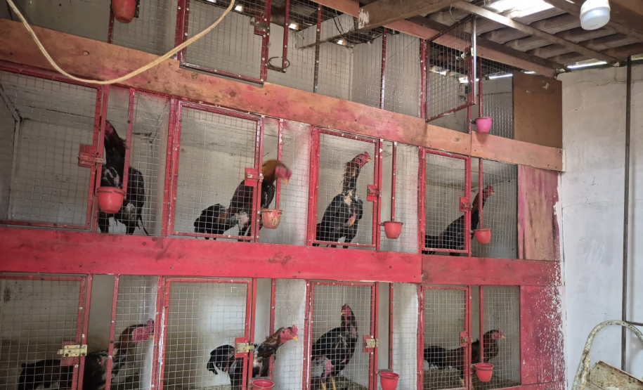 PMPR resgata 24 galos mutilados em ação contra rinha e maus-tratos