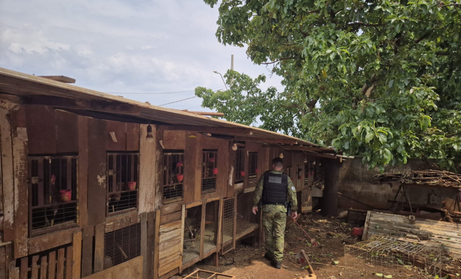 PMPR resgata 24 galos mutilados em ação contra rinha e maus-tratos