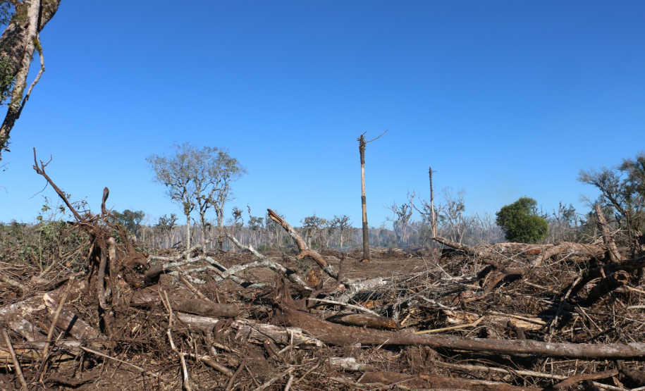 Ciência e perícia: como a Polícia Científica atua em crimes contra o meio ambiente