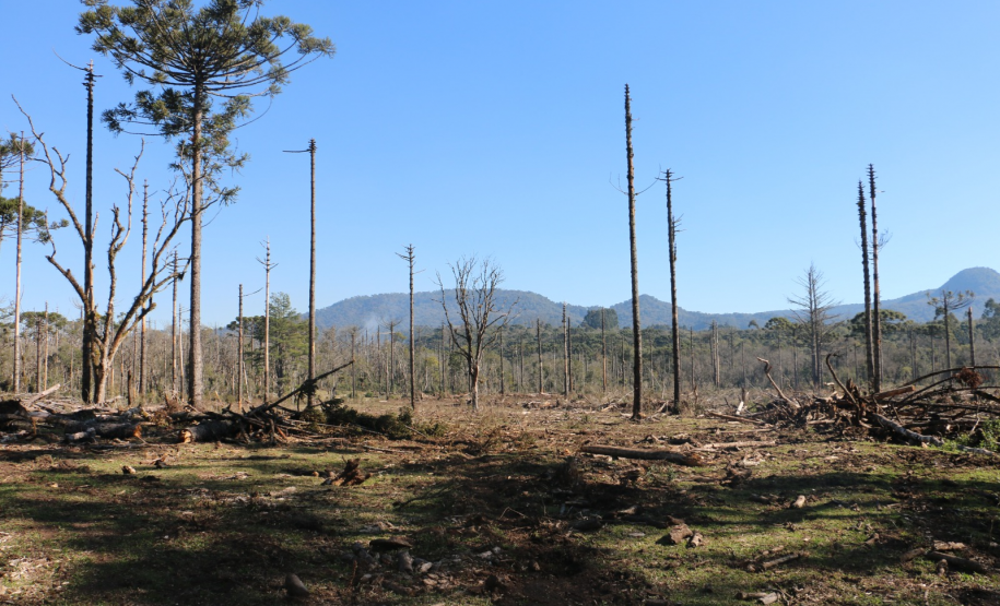 Ciência e perícia: como a Polícia Científica atua em crimes contra o meio ambiente