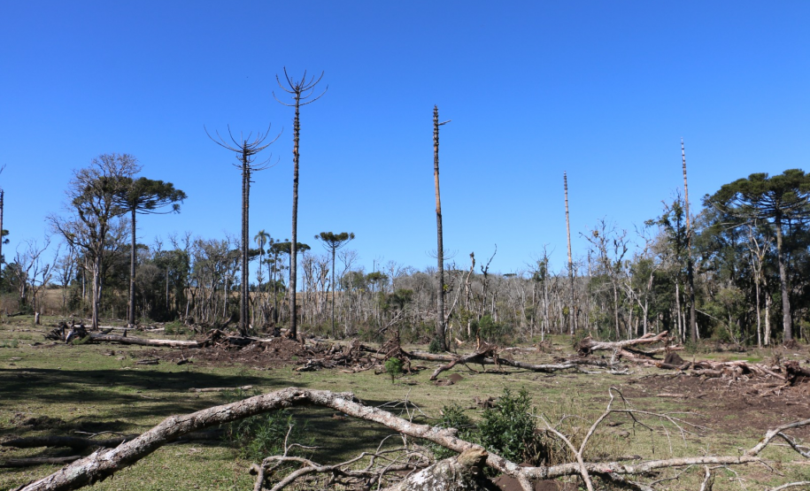 Ciência e perícia: como a Polícia Científica atua em crimes contra o meio ambiente