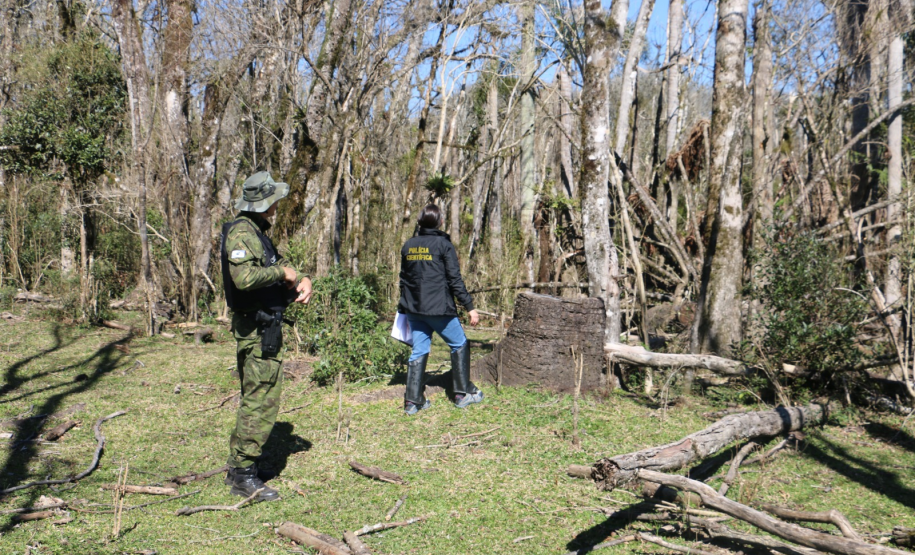 Ciência e perícia: como a Polícia Científica atua em crimes contra o meio ambiente