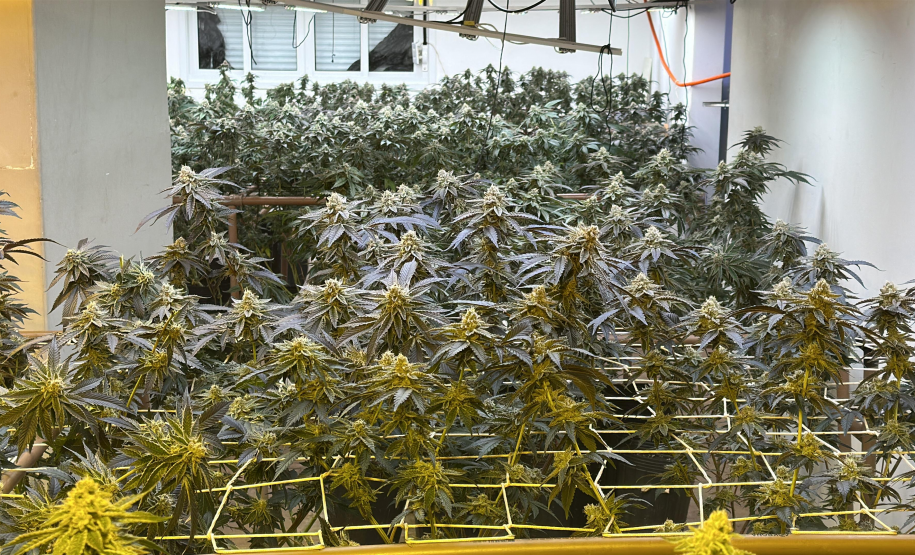 PMPR desmantela estufa de maconha com estrutura de R$ 100 mil em Curitiba