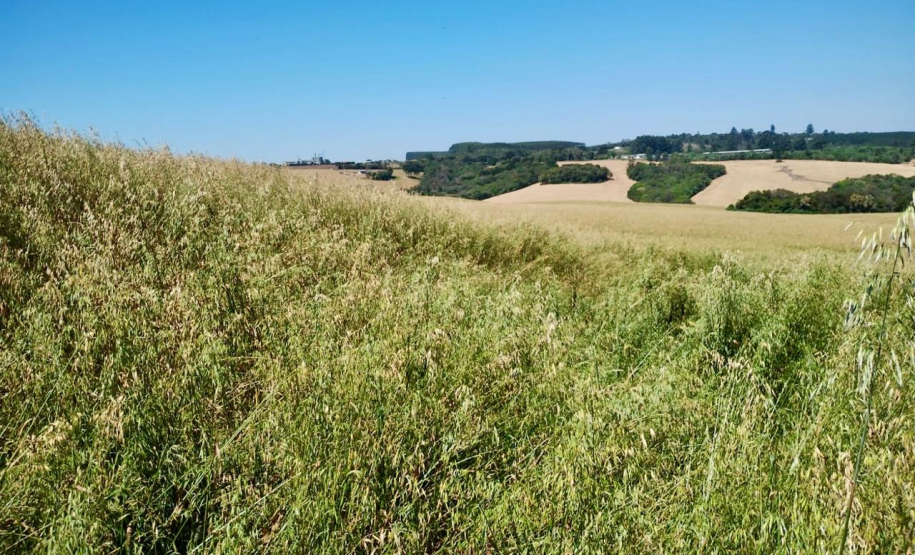 PMPR multa proprietária em R$ 330 mil por plantio ilegal em área embargada em Tibagi