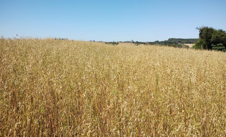 PMPR multa proprietária em R$ 330 mil por plantio ilegal em área embargada em Tibagi